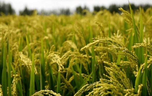 安徽省粮食作物生长期保护规定
