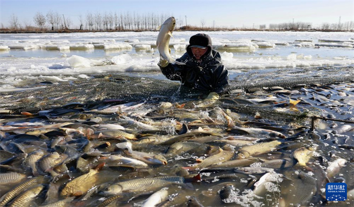 河北丰南：鱼跃人欢冬捕忙