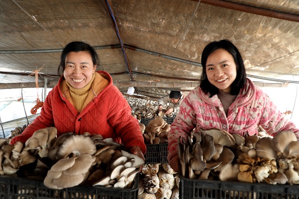阜阳市颍东区：种植蘑菇 致富增收