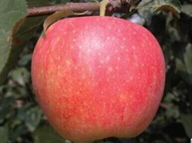 中国农科院培育出苹果新品种--华玉