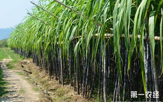 云南省：培育出全国含糖分最高的甘蔗
