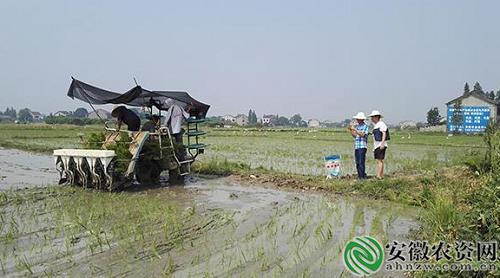 安徽攻克水稻机械化秧肥同步一次性施肥