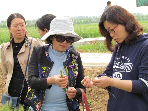 蚌埠市农业农村局调研组到五河县进行小麦产量预测2.JPG