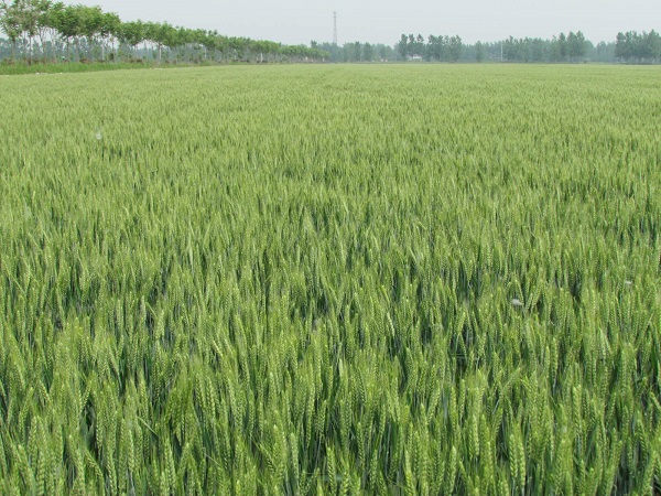 蚌埠市农业农村局调研组到五河县进行小麦产量预测.JPG