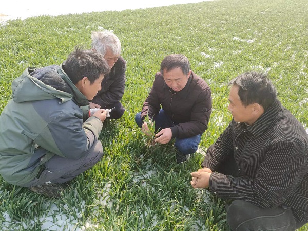 蒙城：农业气象专家联合把脉小麦苗情，制定田管对策再夺午季高产.jpg