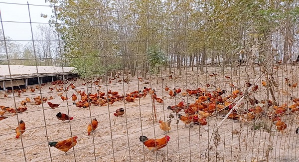 鸡鸭鹅养殖场图片图片